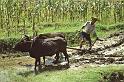 WT 1000 144-24 Nepal